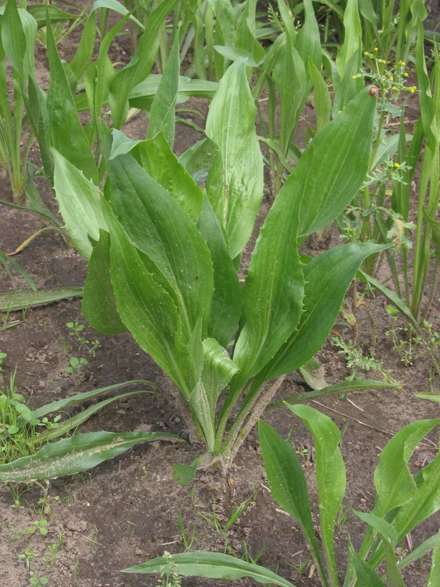 Pseudopodospermum hispanicum