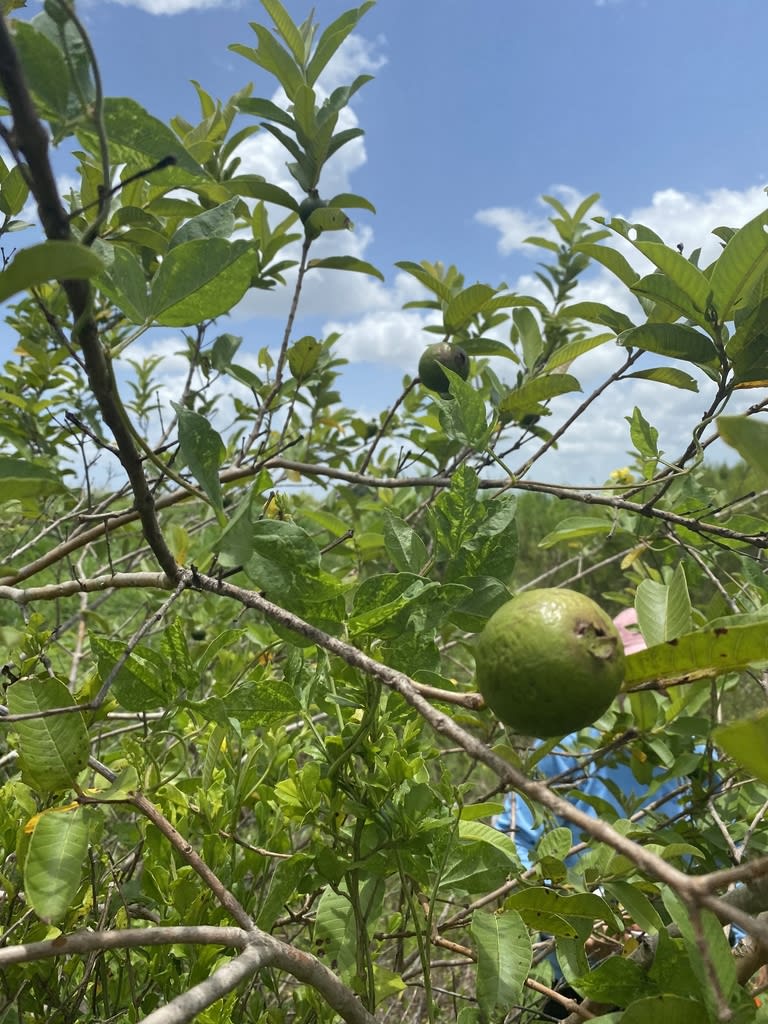 Guava