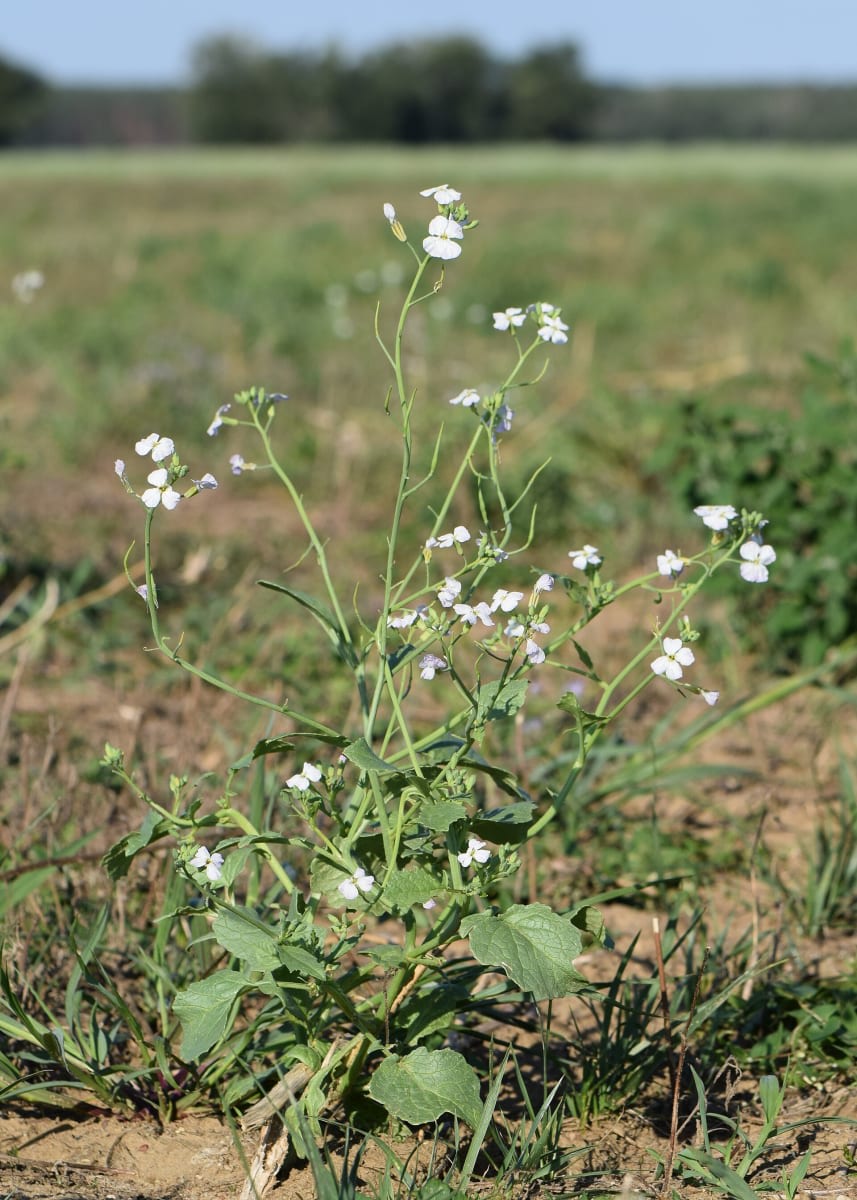 Radish