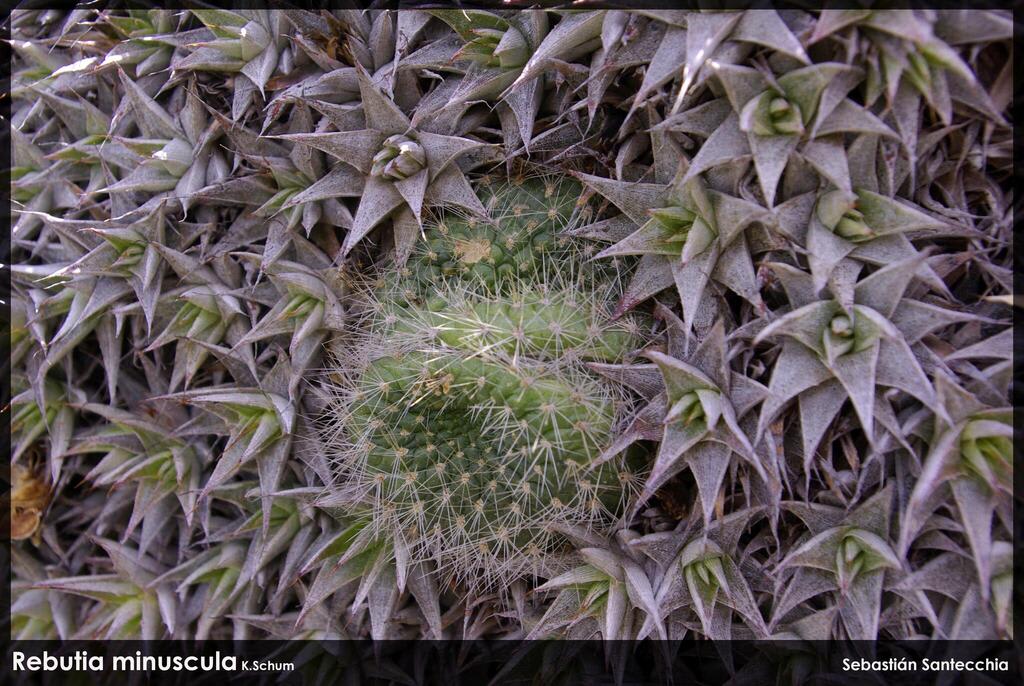 Rebutia minuscula