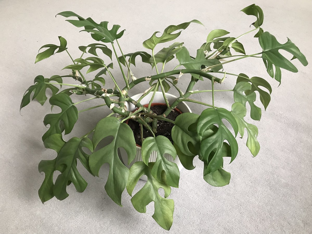 Mini Monstera