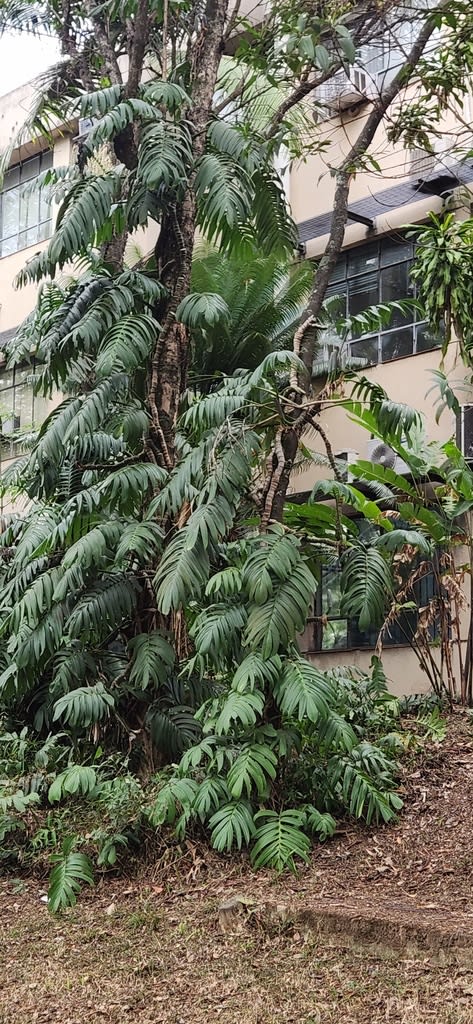 Rhaphidophora decursiva
