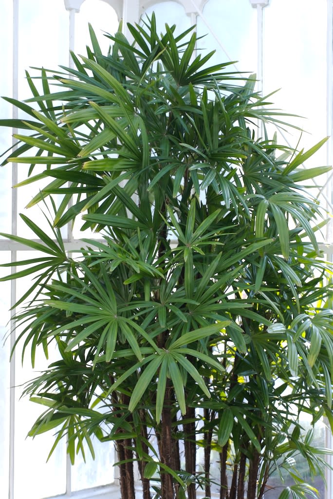 Lady Palm