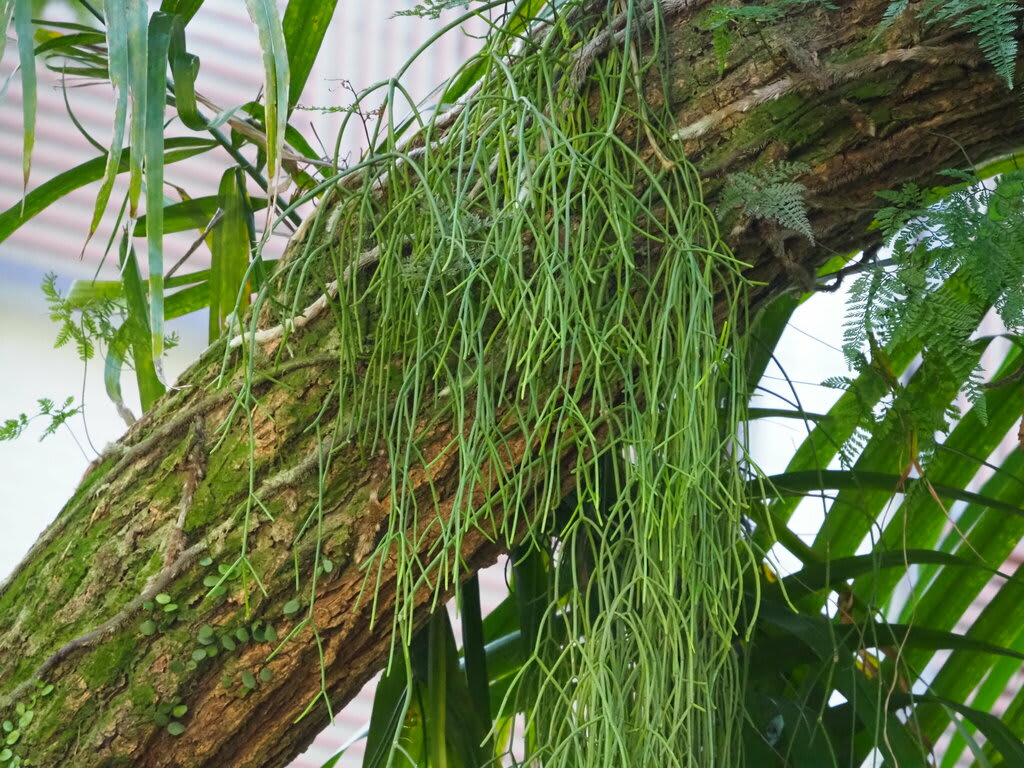 Mistletoe Cactus