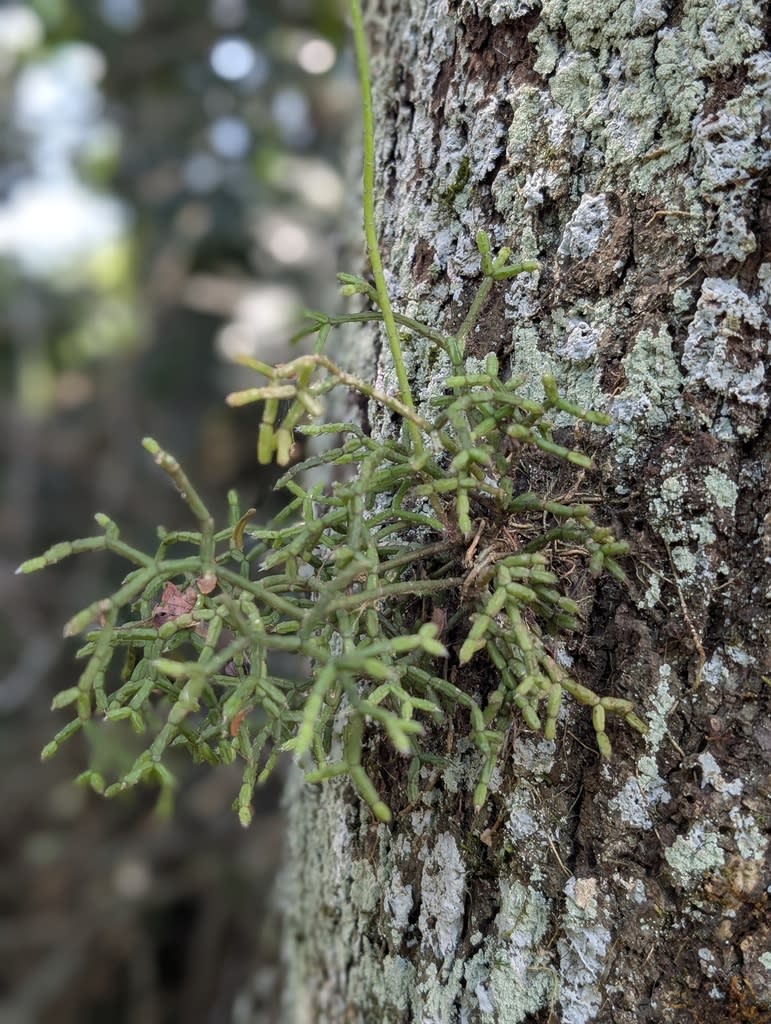 Rhipsalis cereuscula