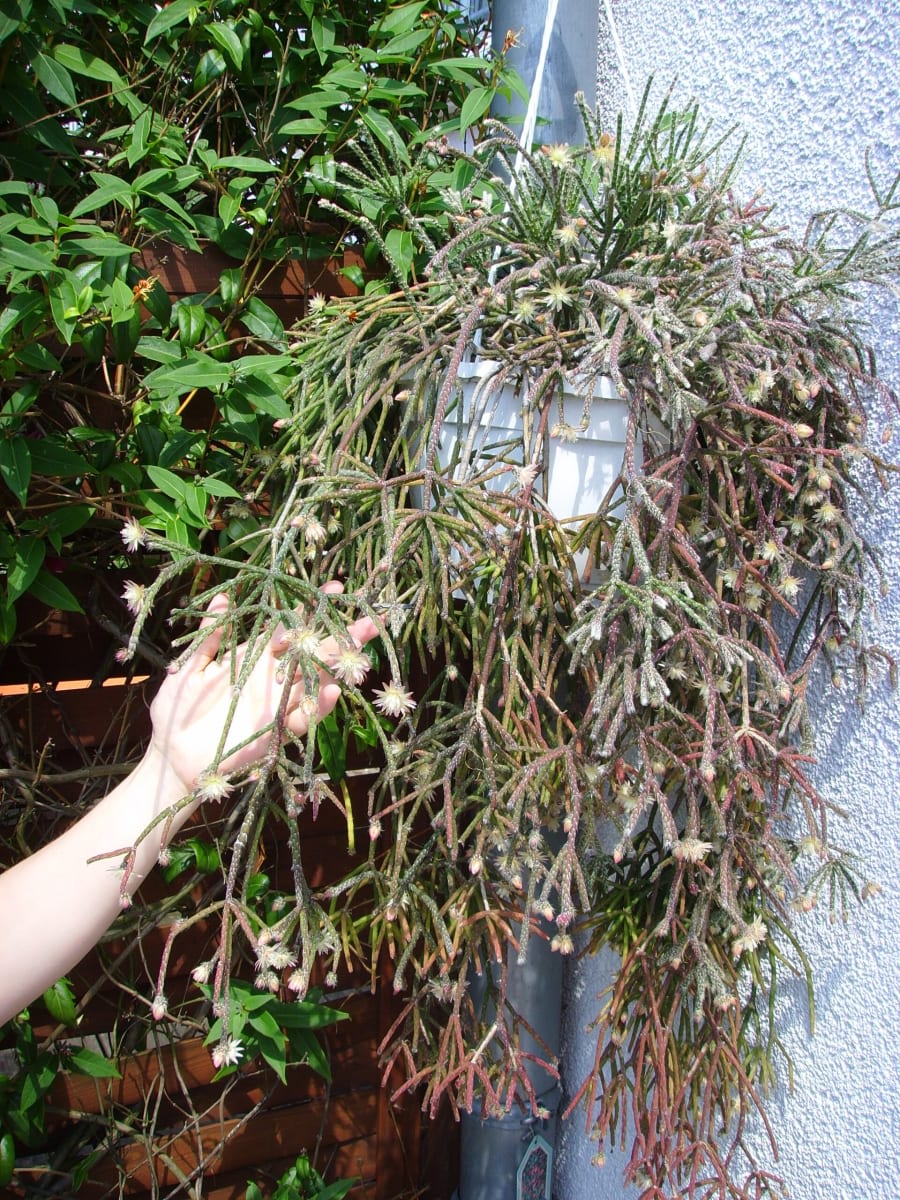 Rhipsalis pilocarpa