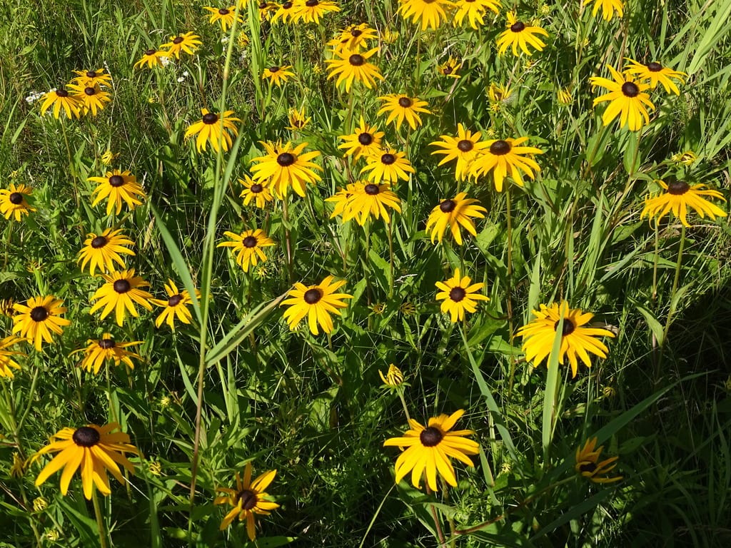 Orange Coneflower