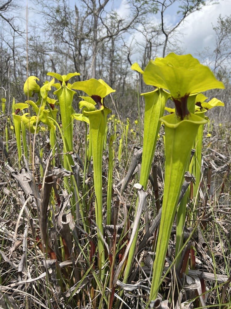 Yellow Pitcher Plant
