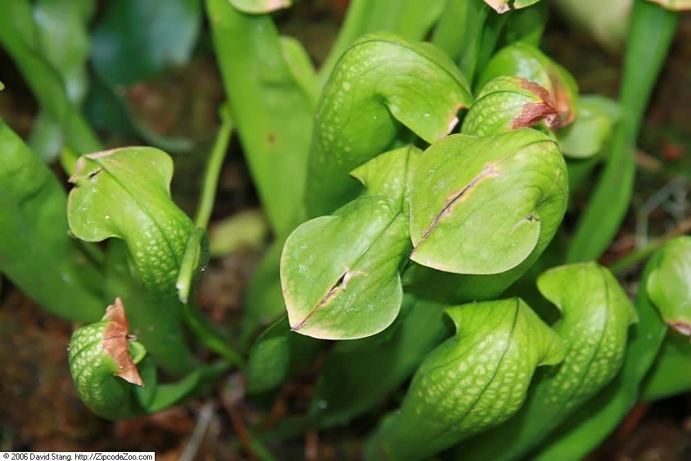 Hooded Pitcherplant
