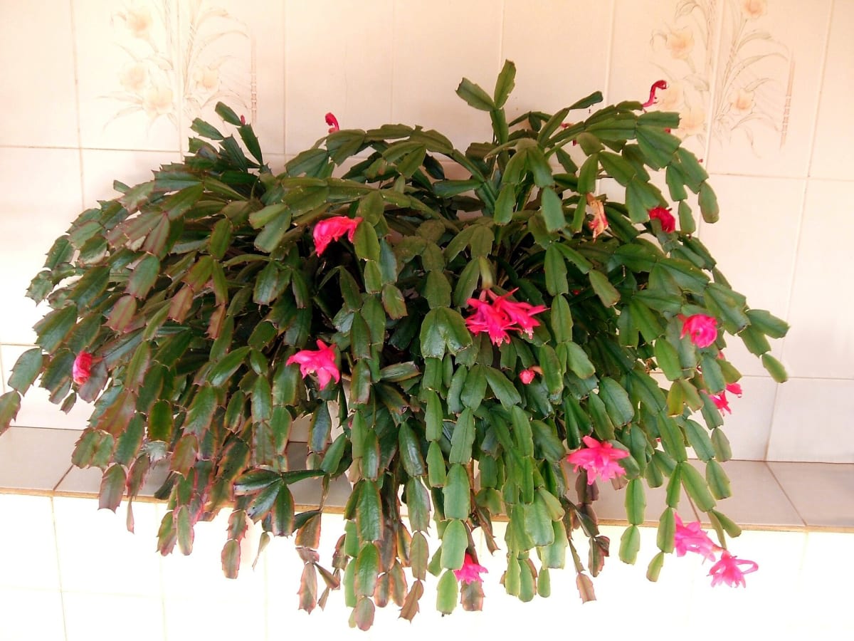 Christmas Cactus