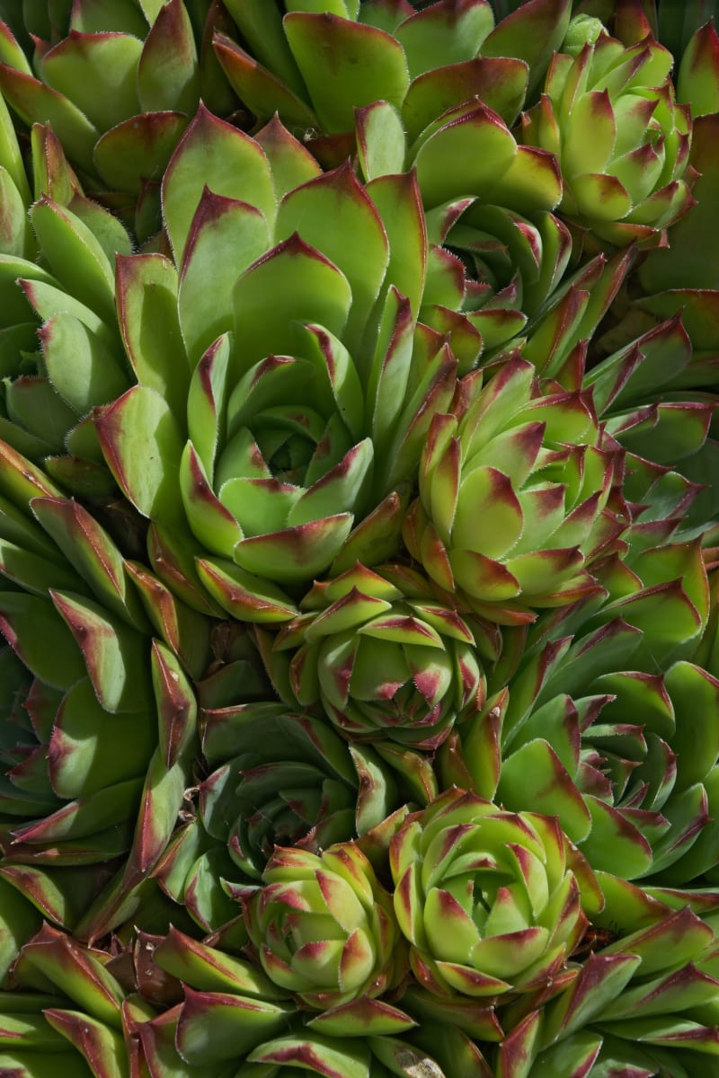 Common Houseleek