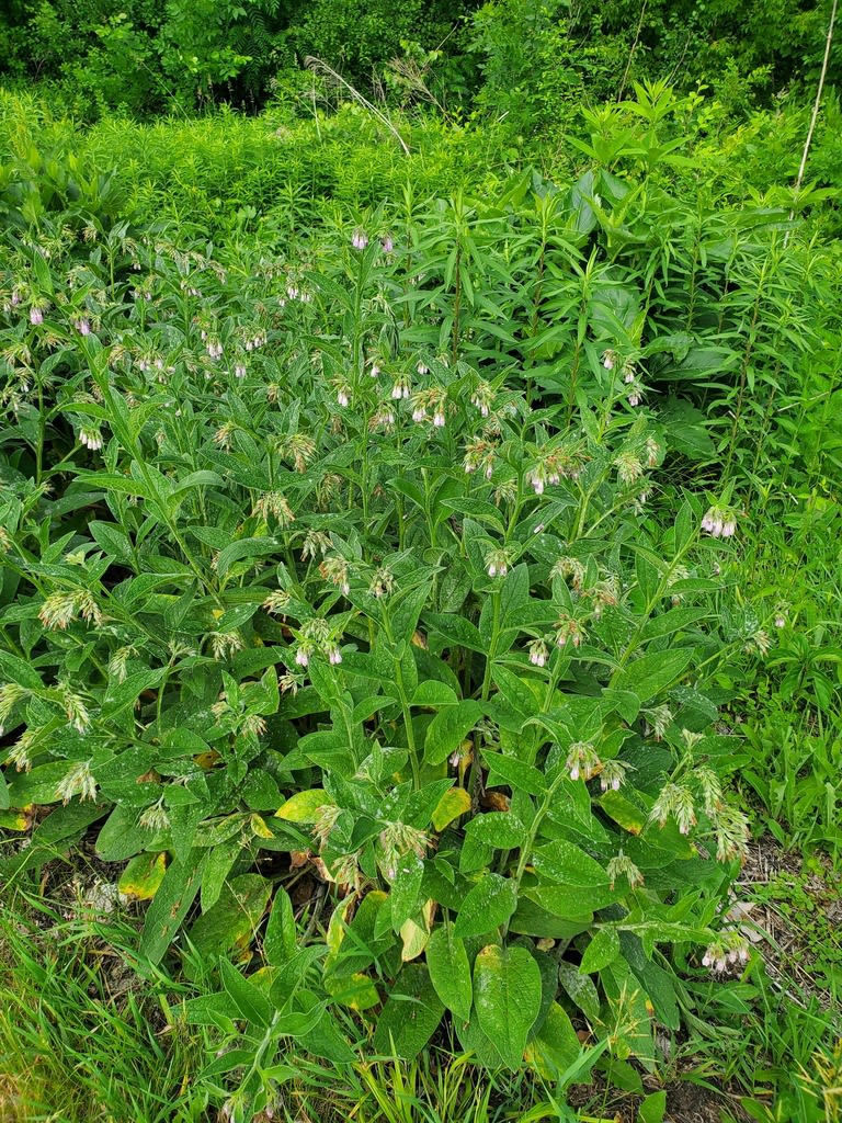 Common Comfrey