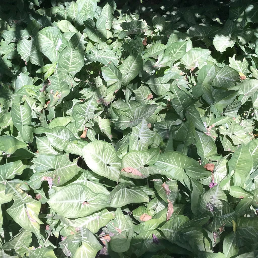 Arrowhead Plant