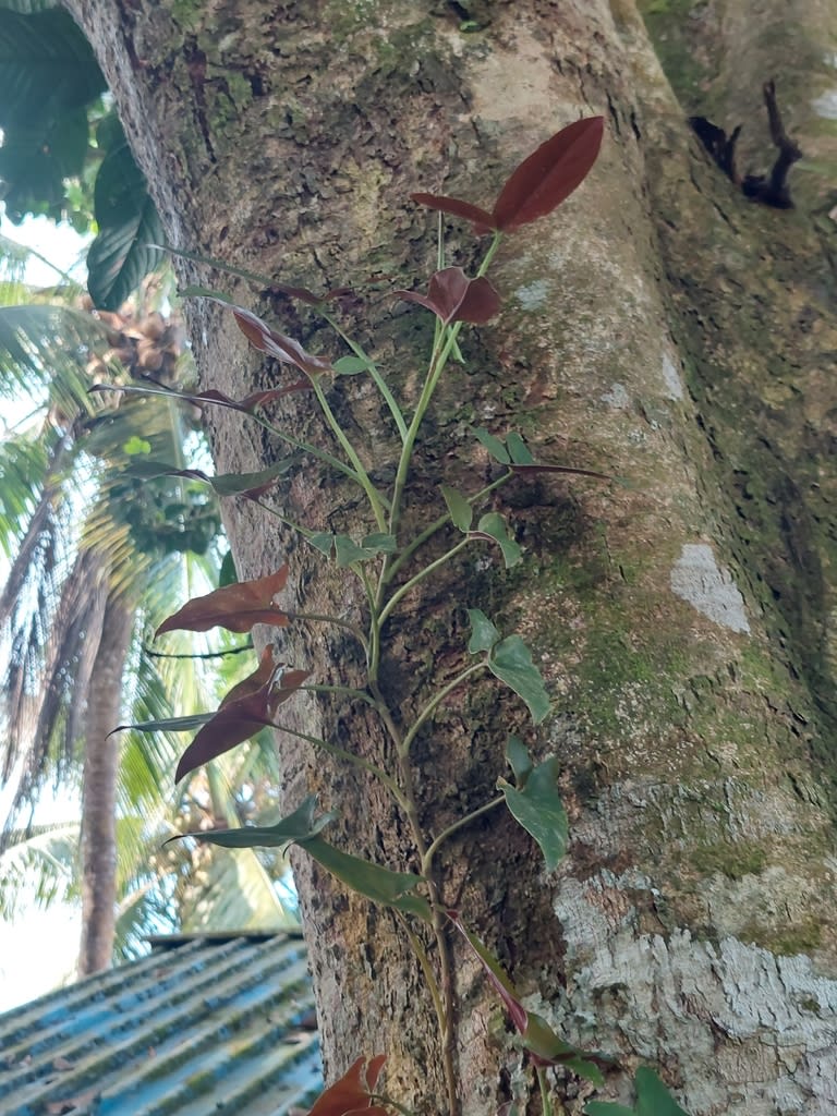 Syngonium erythrophyllum