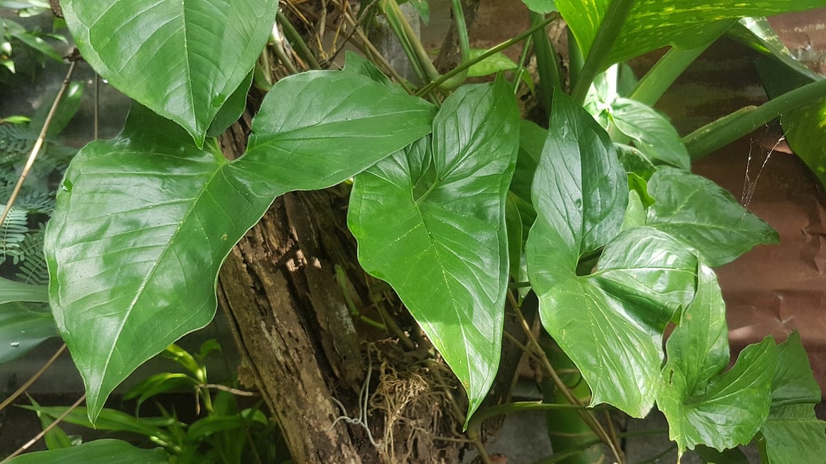 Syngonium macrophyllum