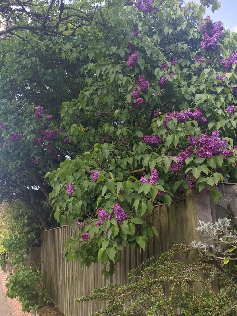 Common Lilac