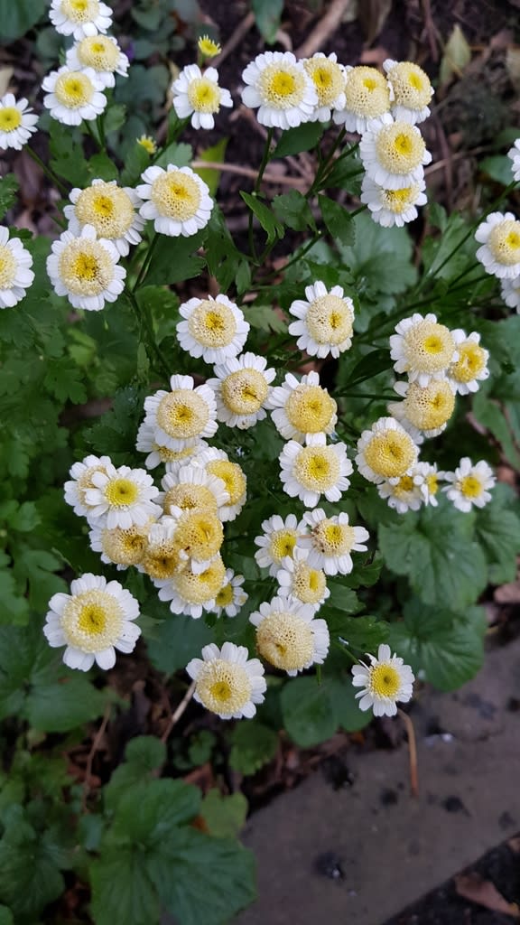 Feverfew