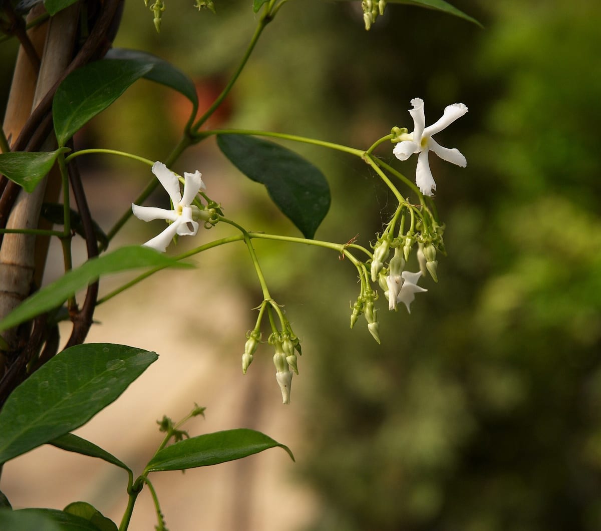 Confederate Jasmine