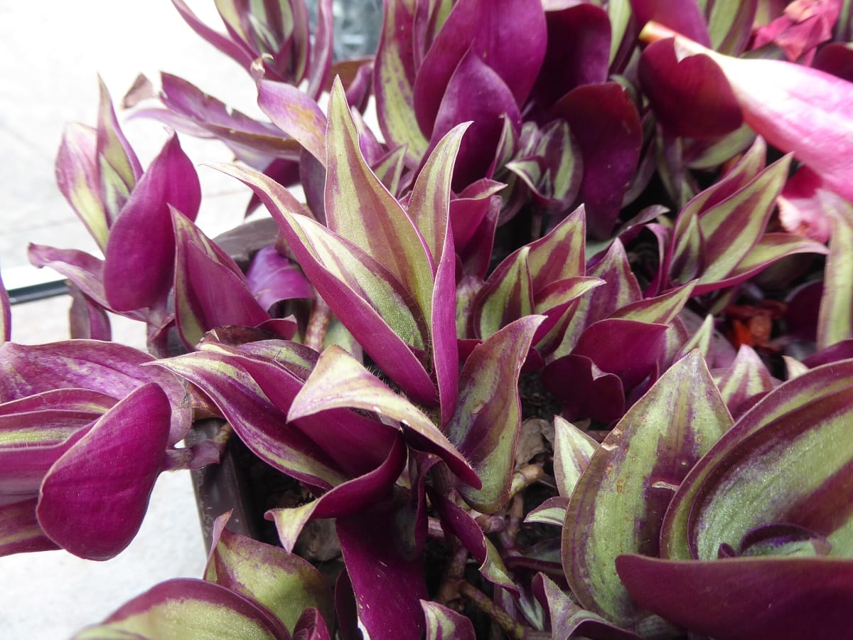 Wandering Jew