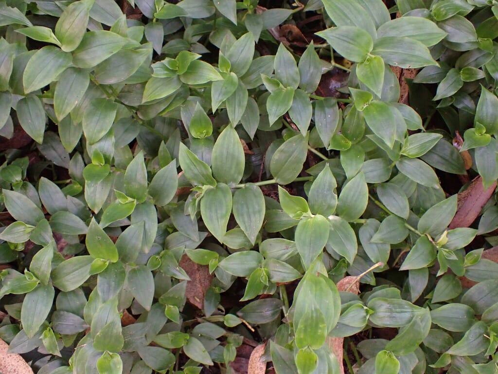 Small-leaf Spiderwort