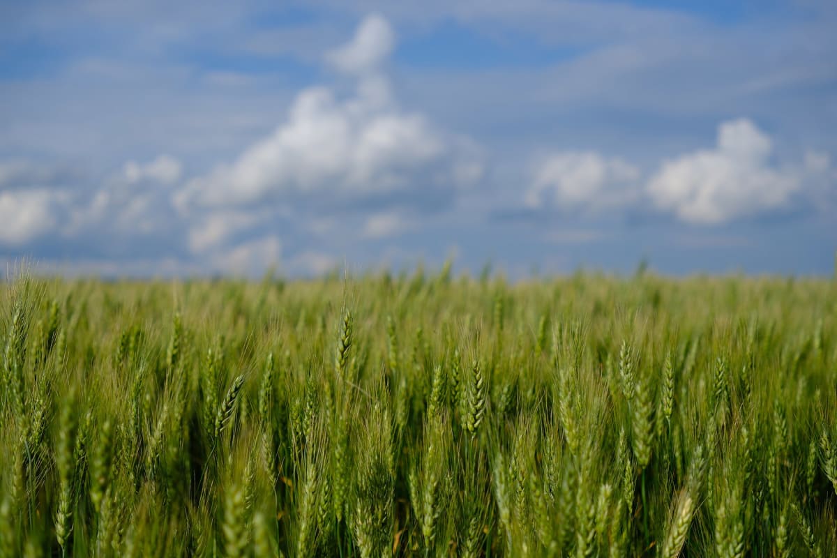 Common Wheat