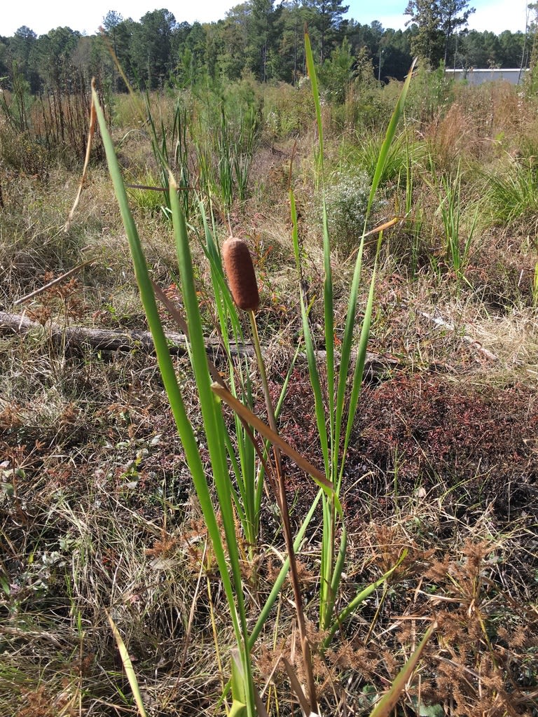 Bulrush