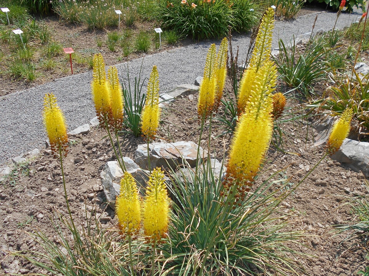 Eremurus stenophyllus