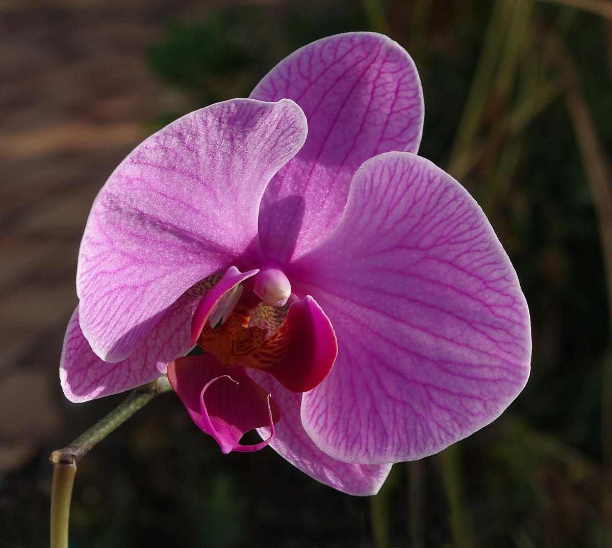 Moth Orchid