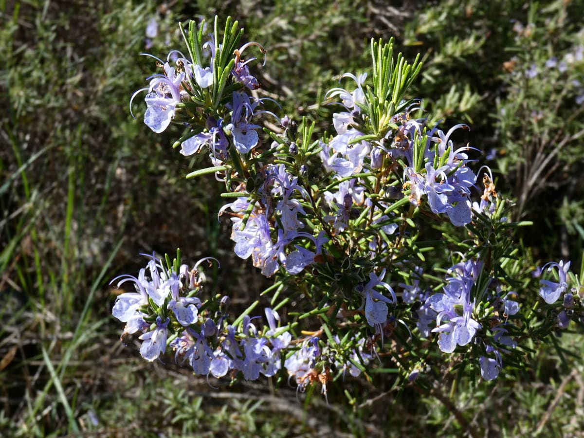 Rosemary