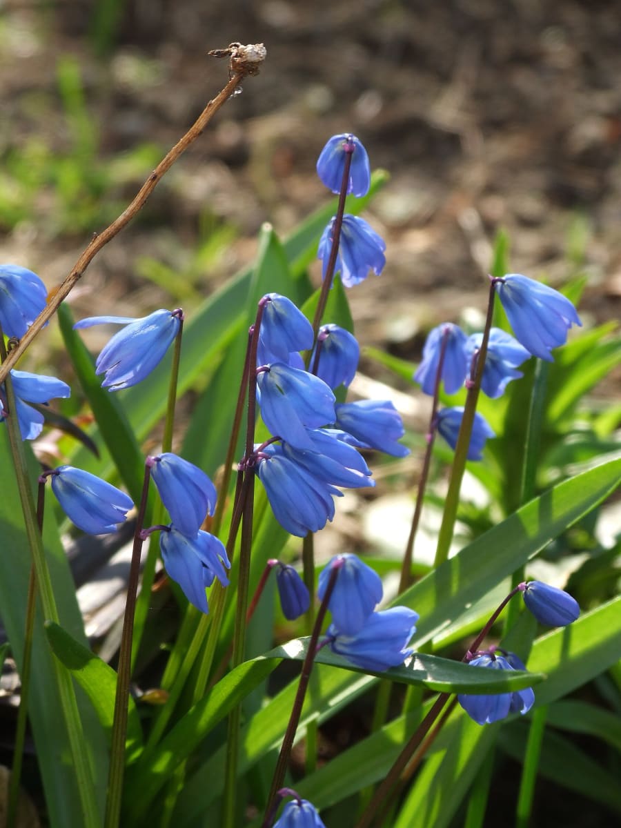 Siberian Squill