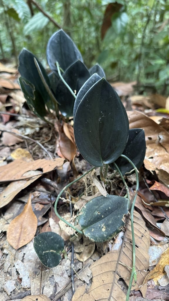 Scindapsus treubii