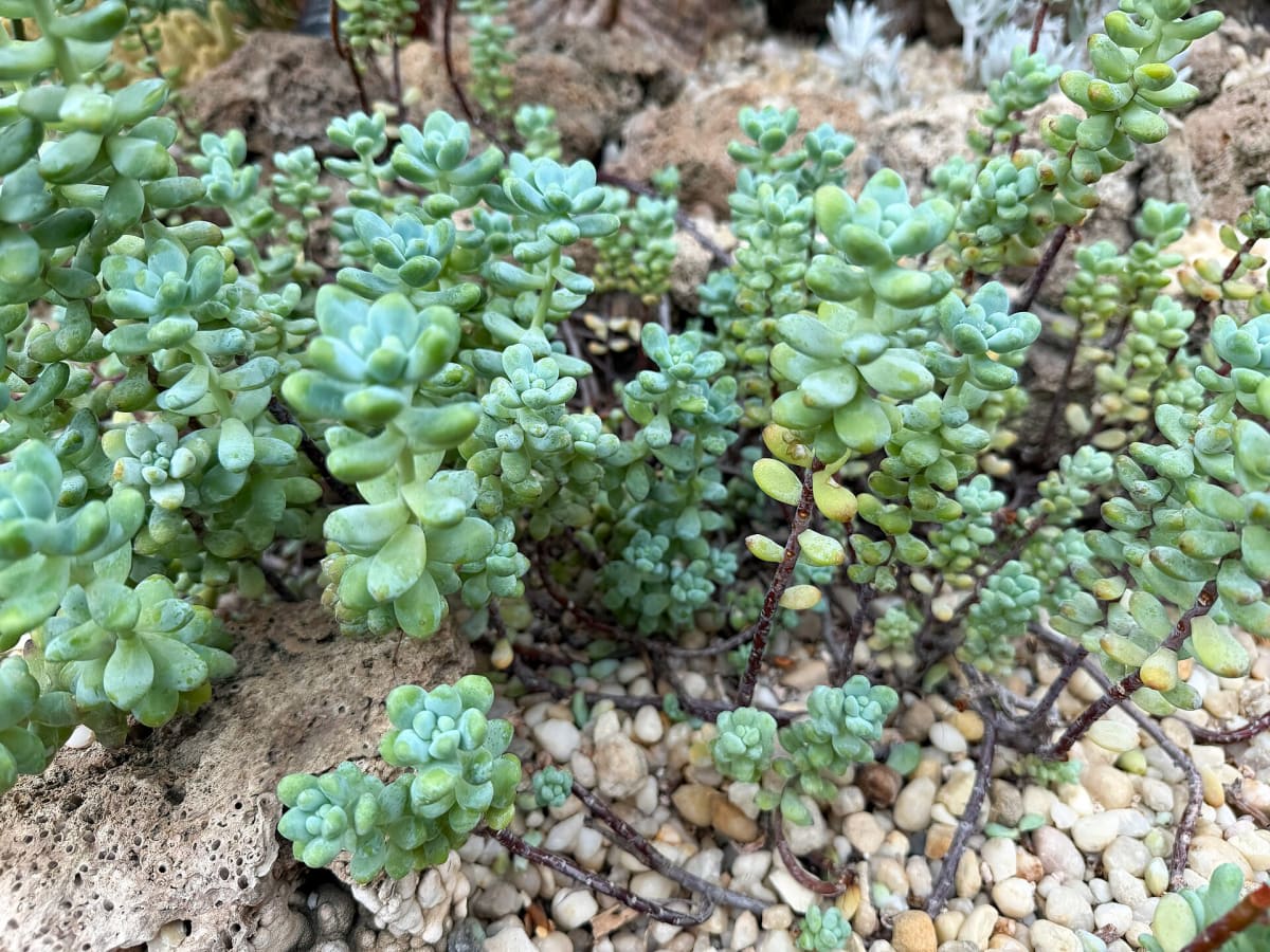 Sedum pachyphyllum