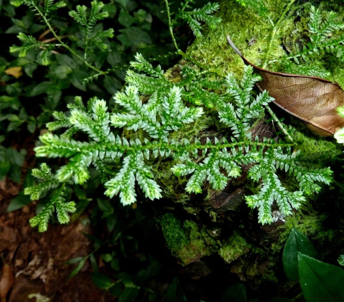 Trailing Spike Moss