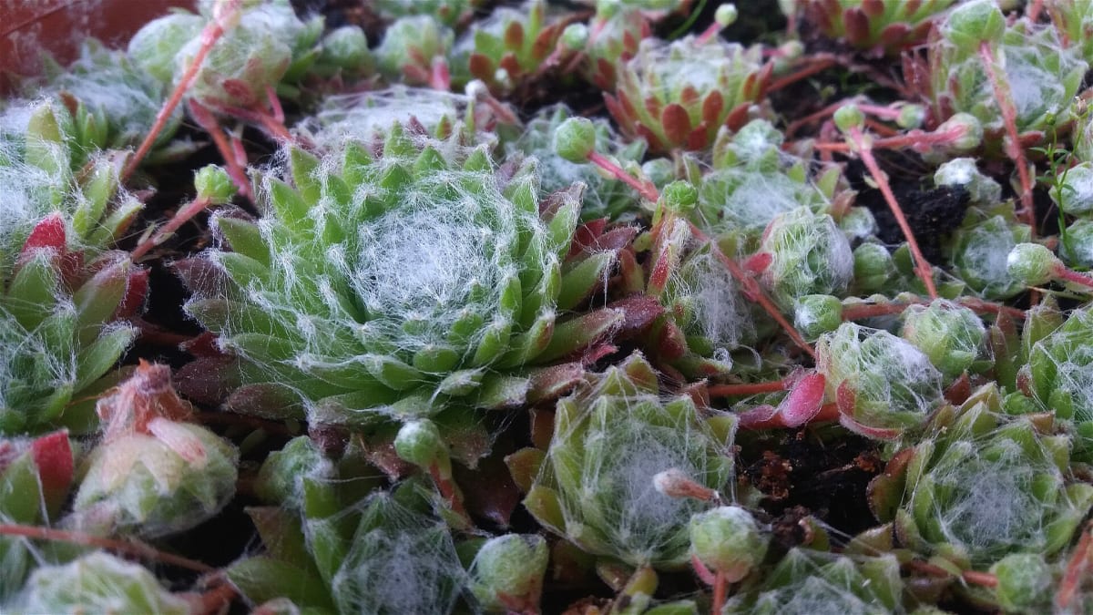 Sempervivum arachnoideum