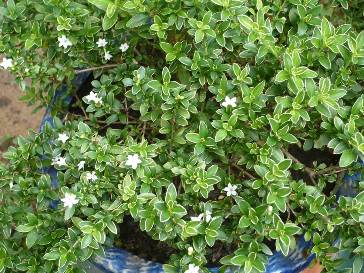 Snowrose
