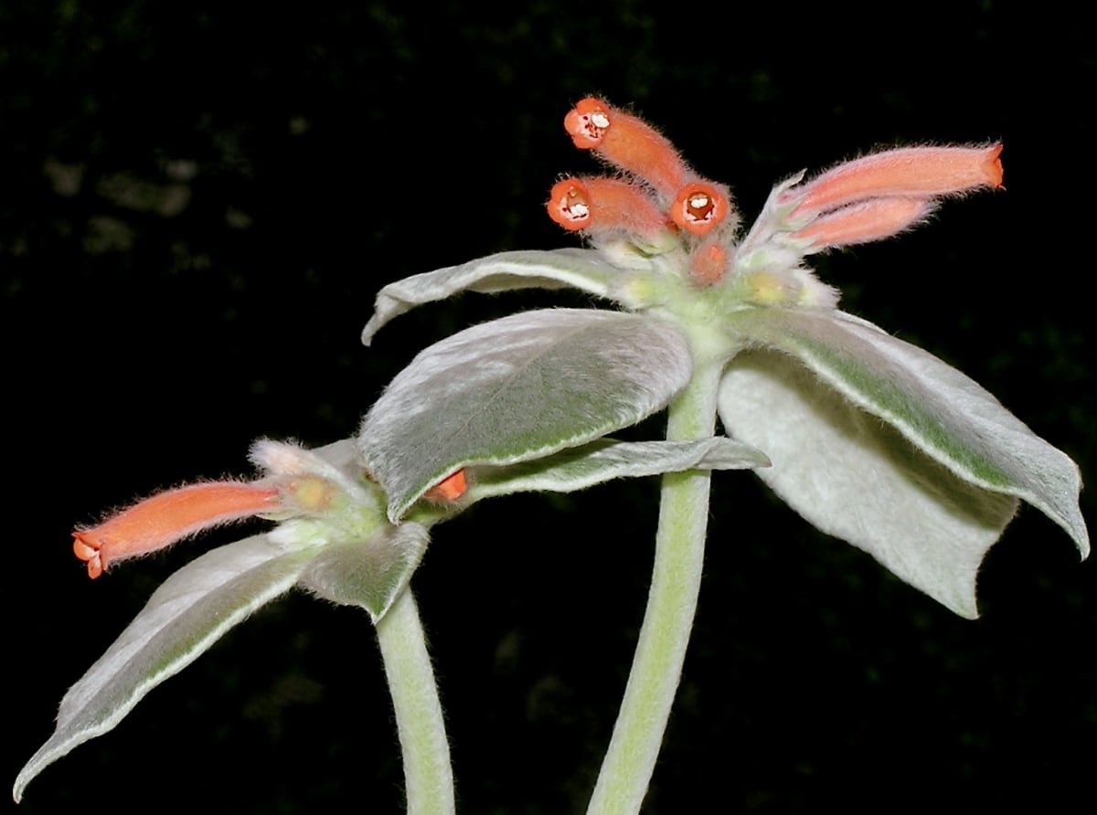 Sinningia leucotricha