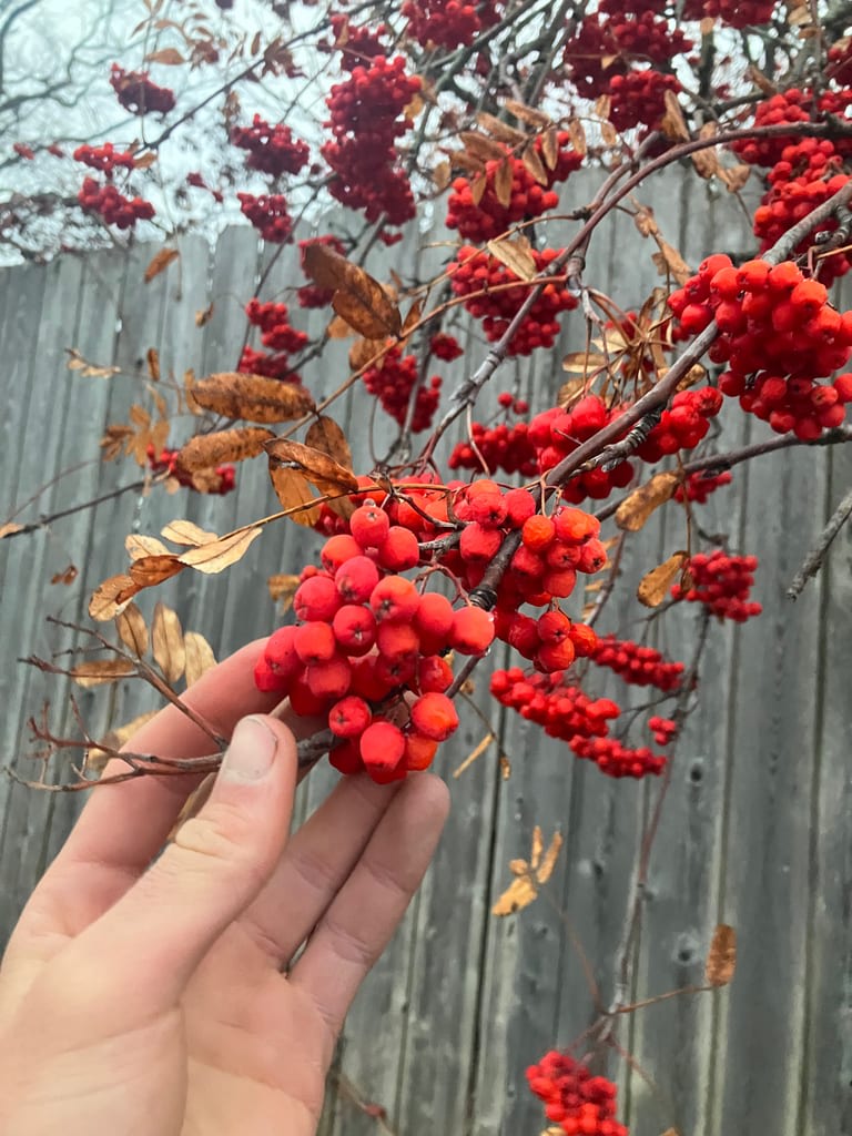 Rowan