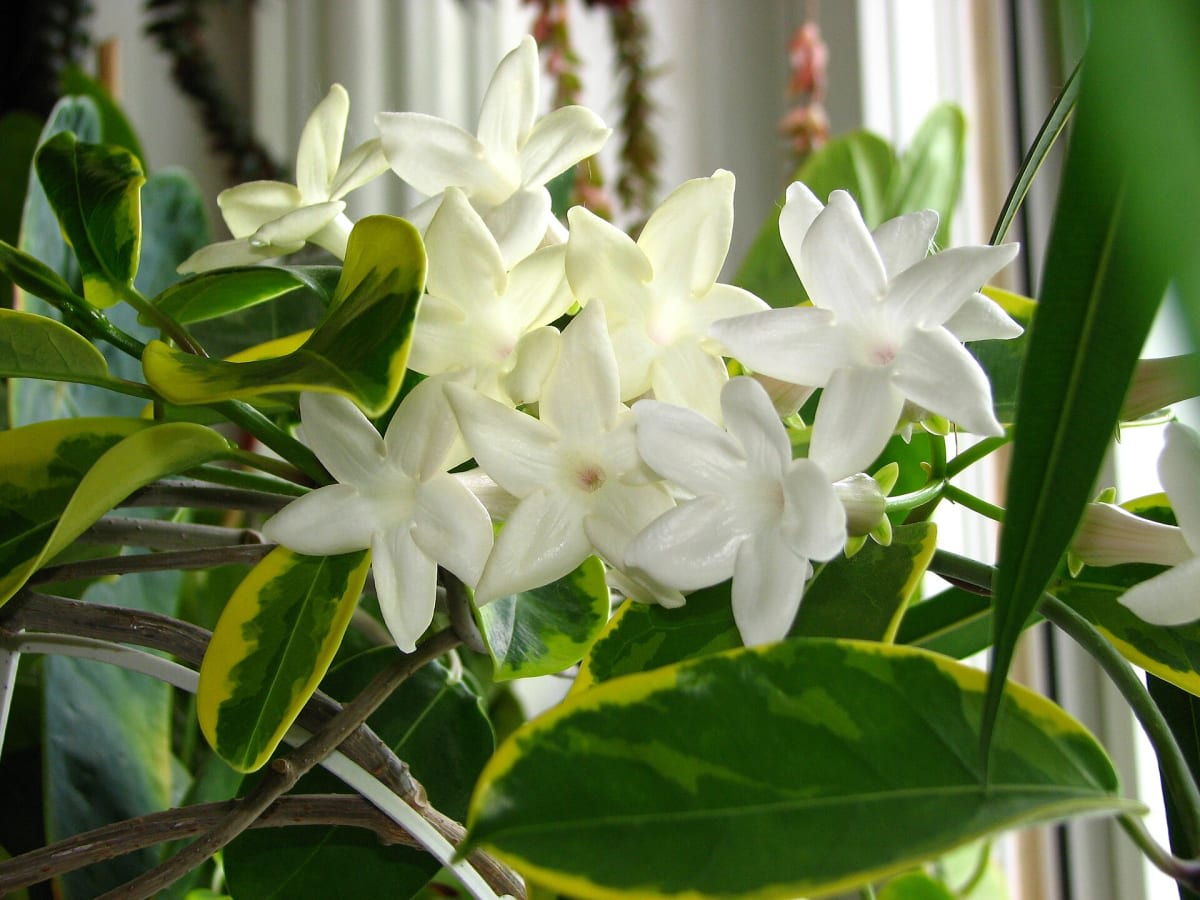 Madagascar Jasmine