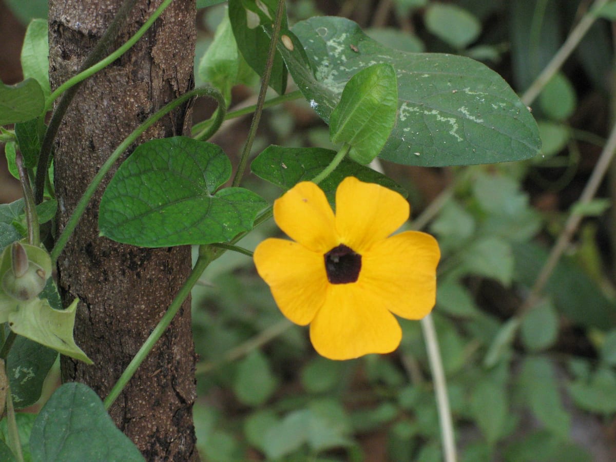 Blackeyed Susan Vine