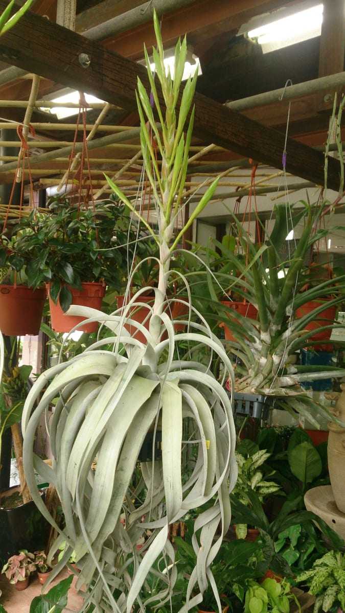 Tillandsia xerographica