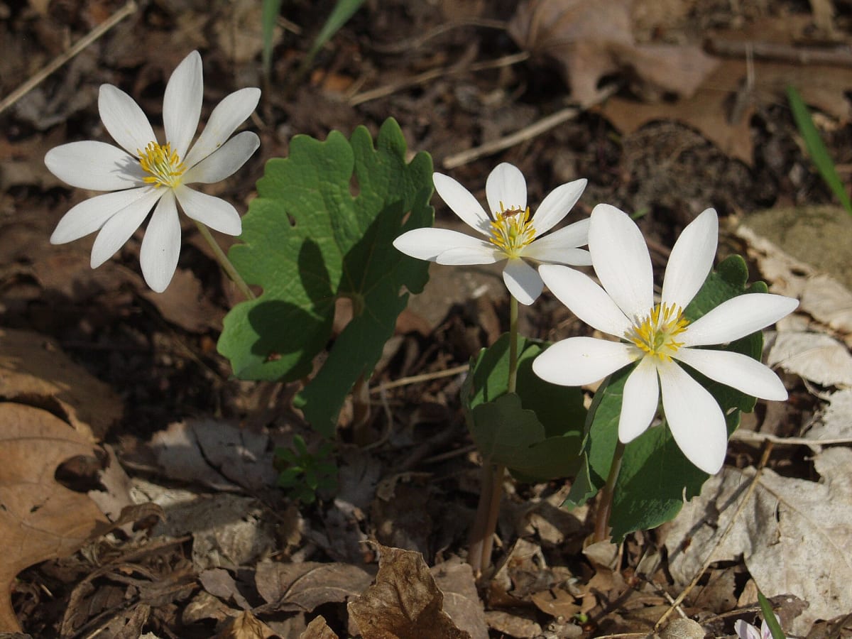 Bloodroot