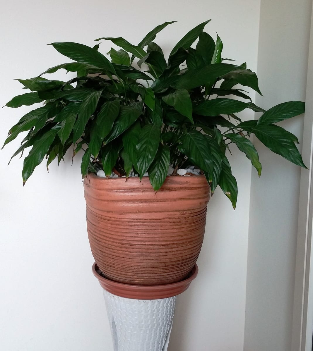 Peace Lily