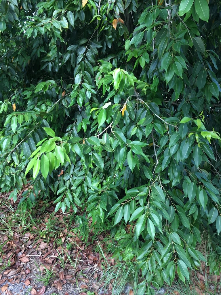 Java Plum