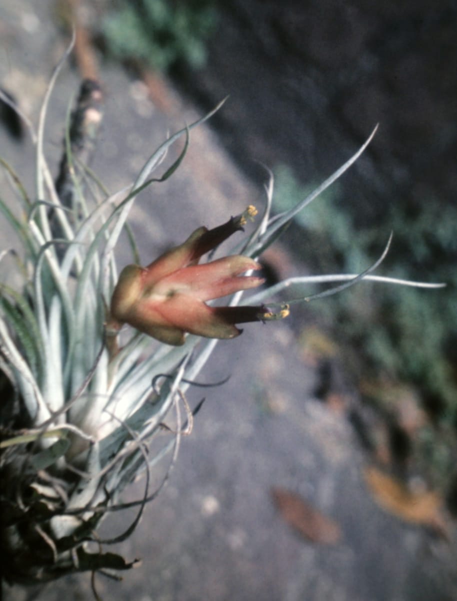 Bulbous Airplant