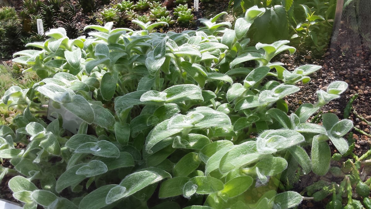 Tradescantia sillamontana