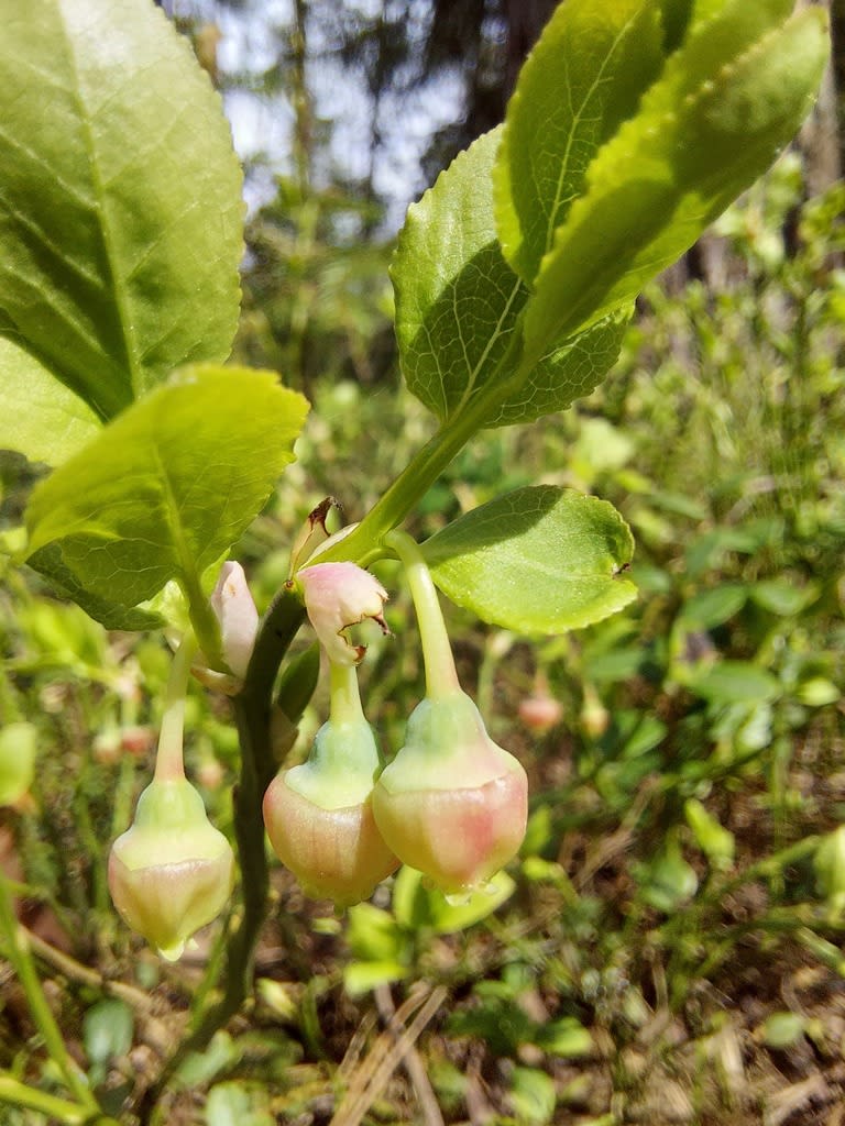 Bilberry