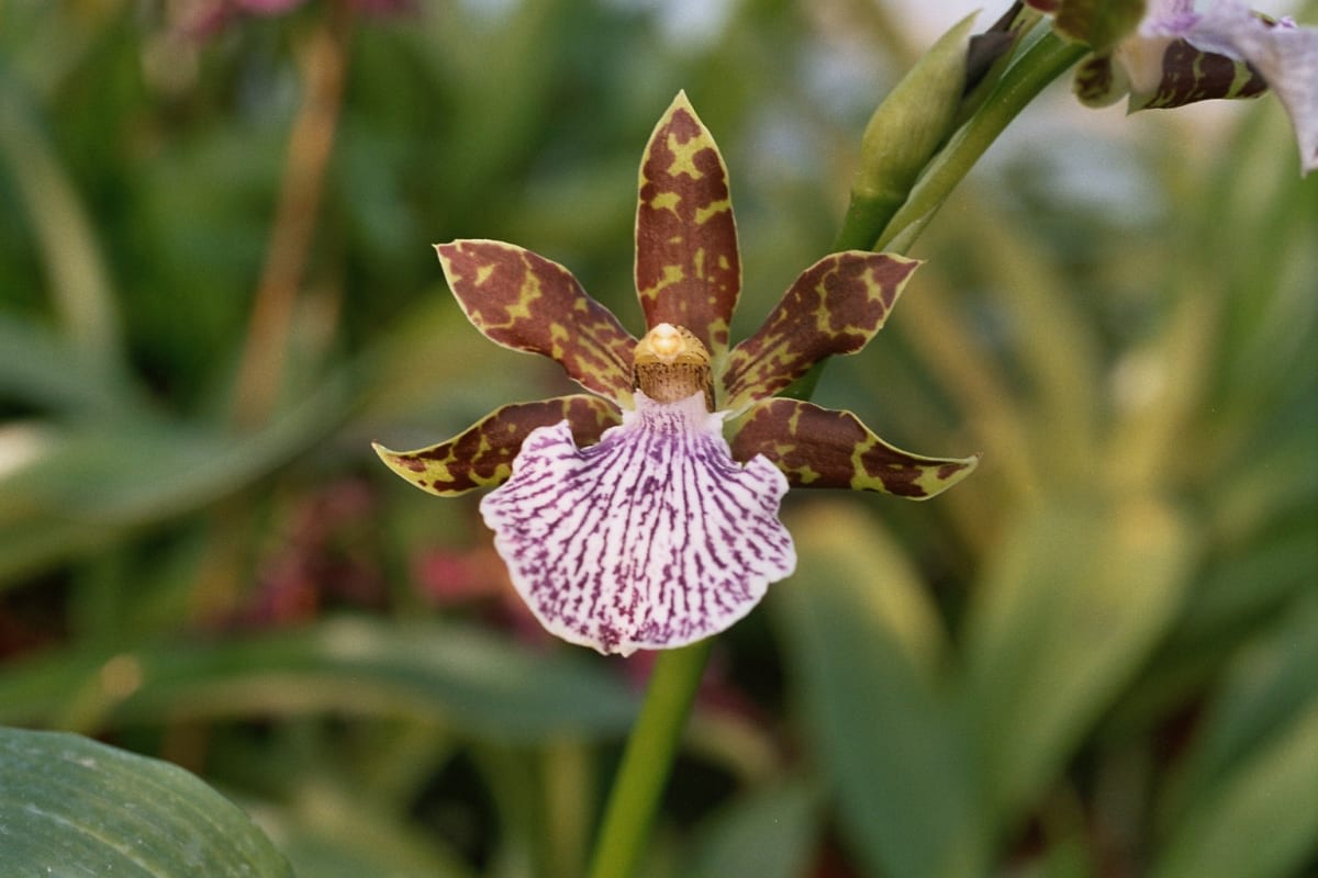 Zygopetalum maculatum