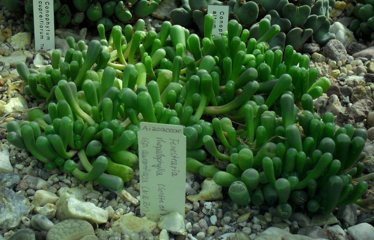 Fenestraria rhopalophylla