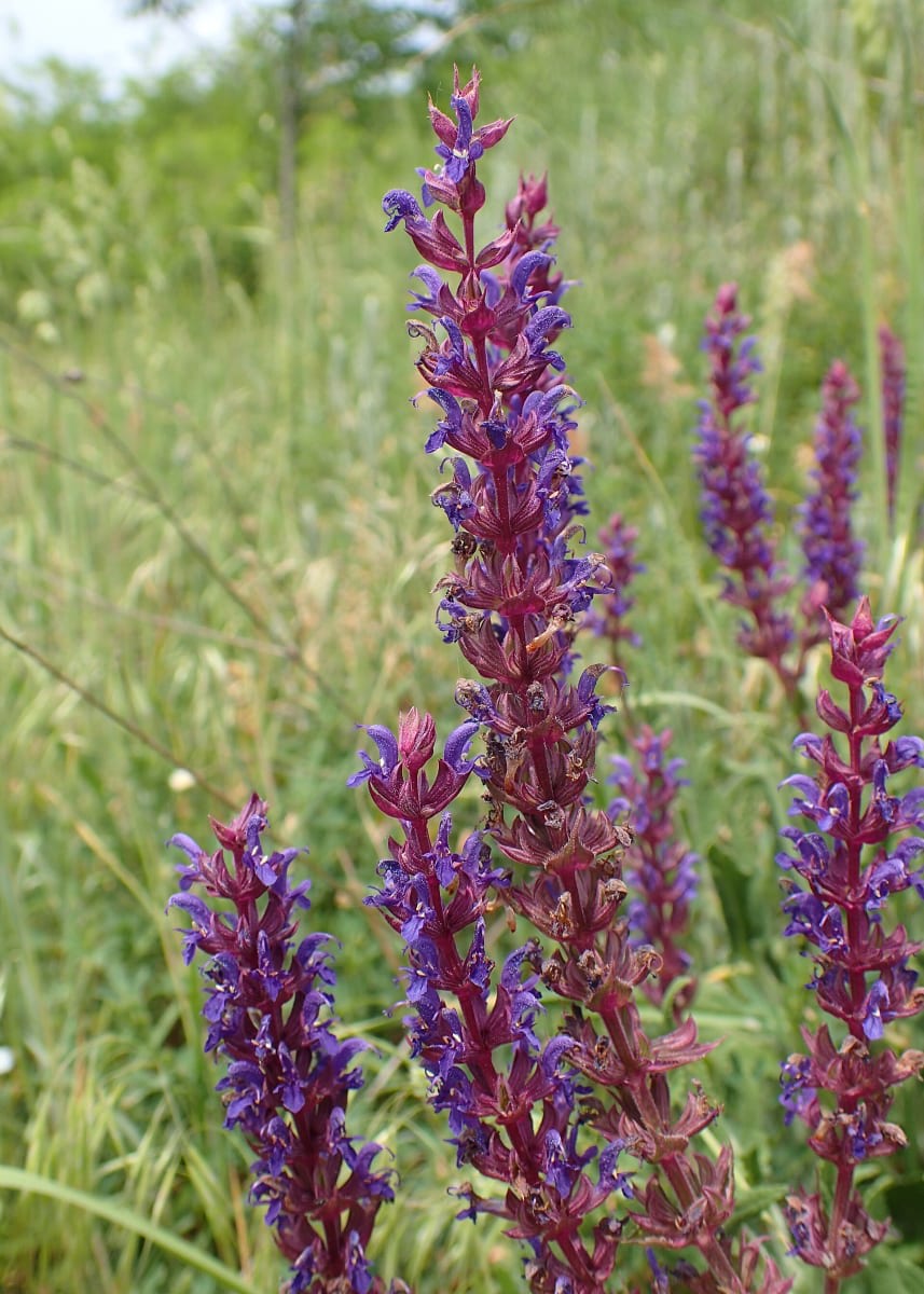 Woodland Sage