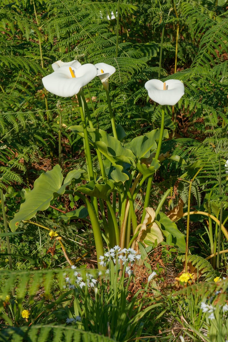 Calla Lily